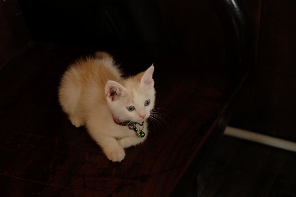 Comment choisir des accessoires pour chat adaptés à sa personnalité?